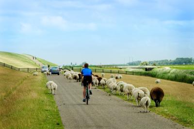 Radfahrer zwischen Schafen